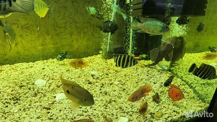 Много видов аквариумных рыб