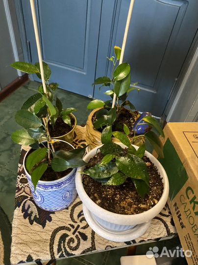 Фикус Бенджамина 4 вида