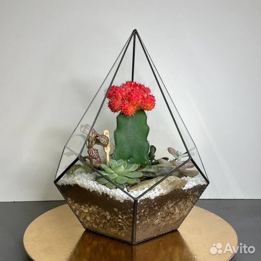 Флорариум с кактусом «Красный бархат»