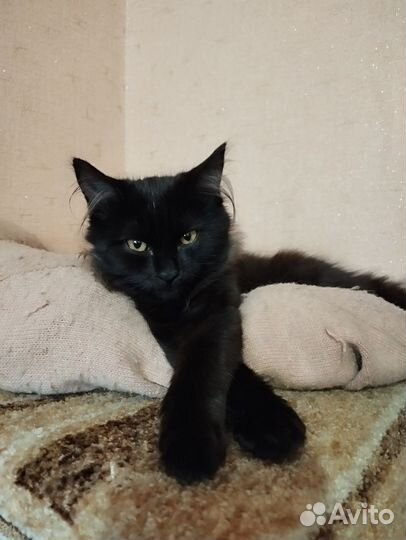 Кошечка ищет дом