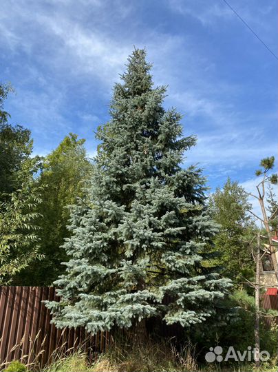 Ель колючая голубая 