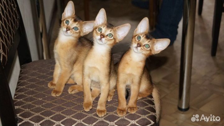 Кот продается