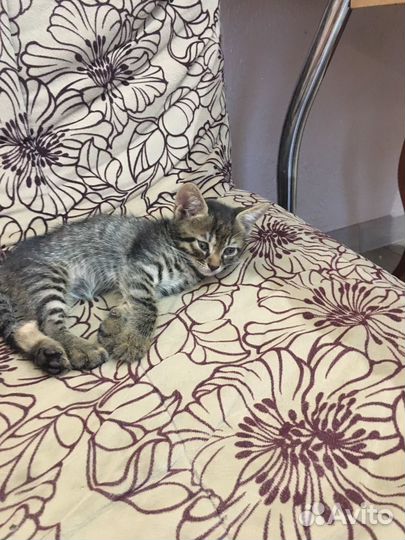 Отдам даром бесплатно