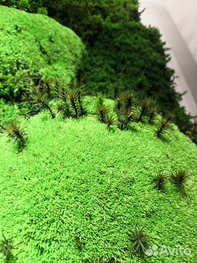 Панно из стабилизированного мха