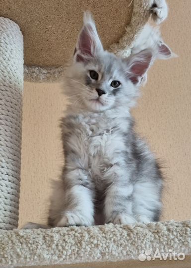 Котята мейн-кун