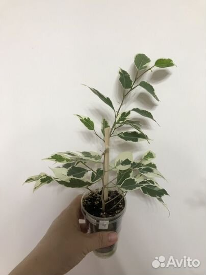 Фикус Де Гантель (или другой)