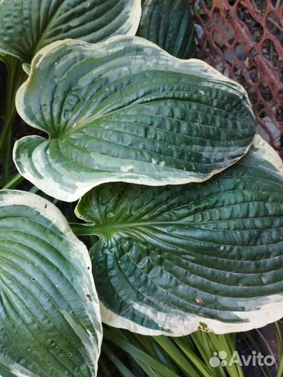 Хоста растение