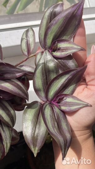 Традесканция зебрина