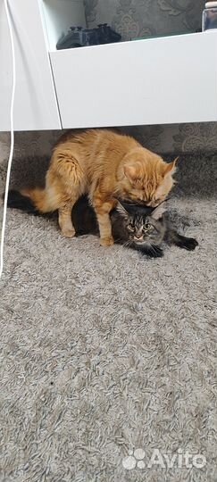 Мейн-кун вязка