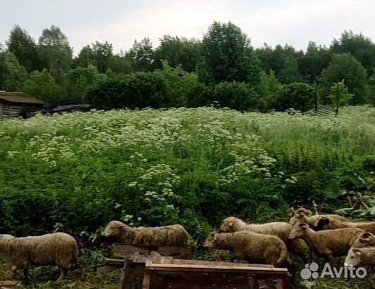 Баранчики молодые на курбан