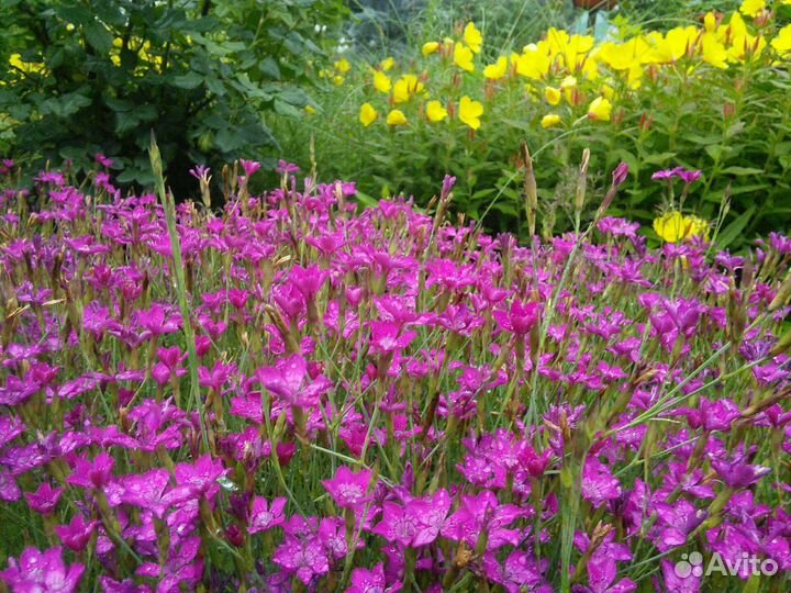 Многолетники ирис болотный,хосты, лилейник