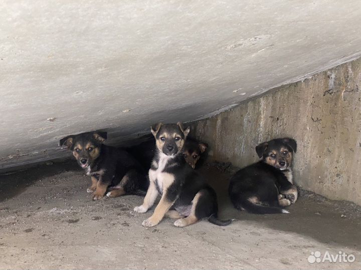 Щенки немецкой овчарки