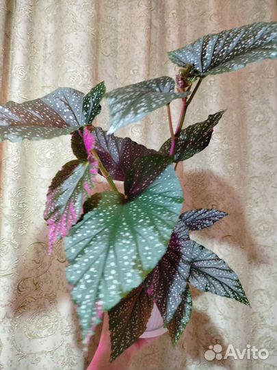 Комнатные цветы