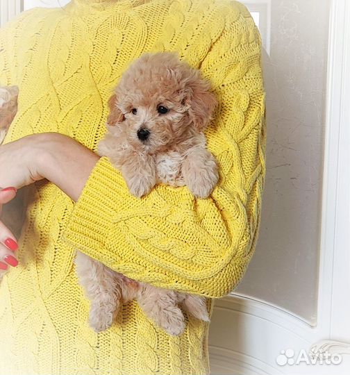 Щенки мальтипу f1