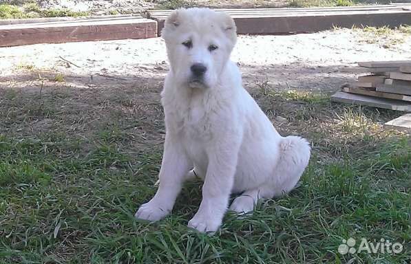 Щенки алабая