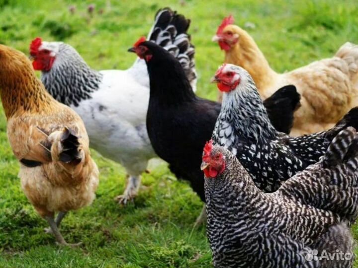 Куры-несушки