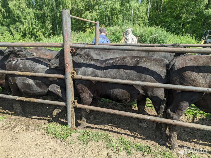 Нетели Абердин-Ангус стельные крыты