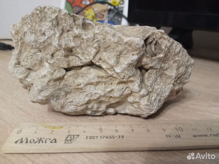 Окаменелость риф Пермского моря