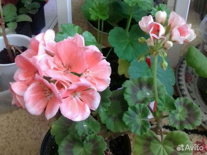 Комнатные цветы