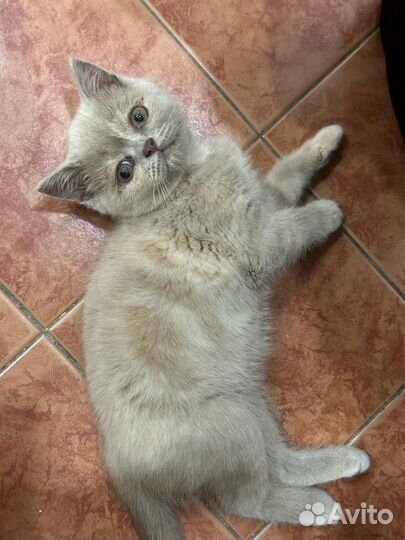 Британская кошечка