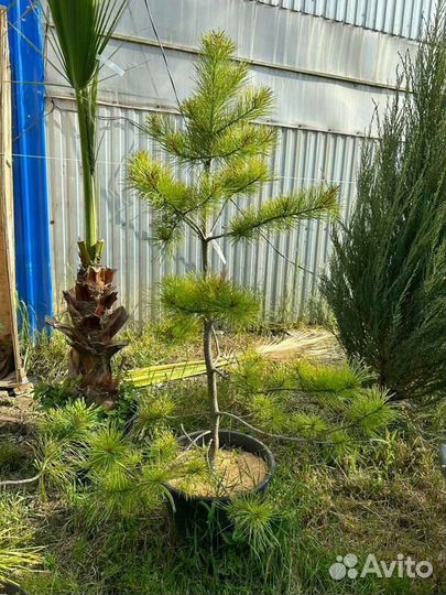 Кедр корейский