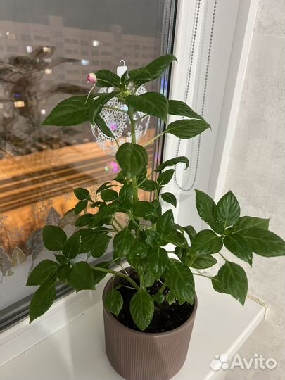 Бальзамин ванька мокрый