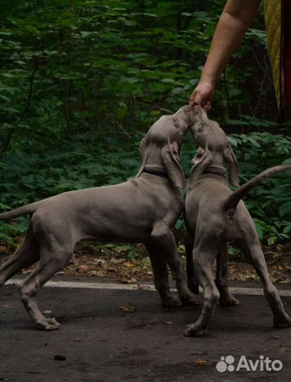 Щенок веймаранера