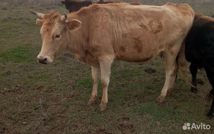 Коровы телки