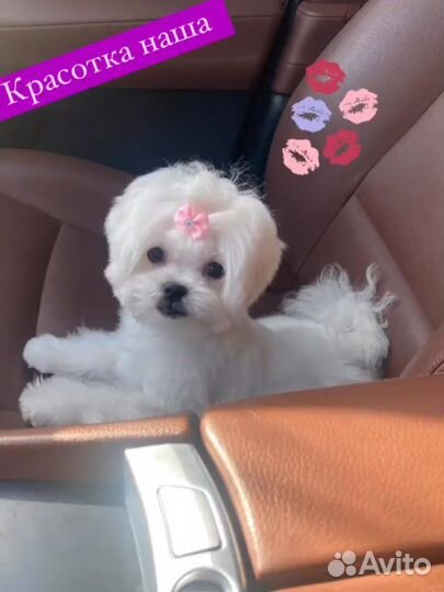 Мальтипу ф1 micro