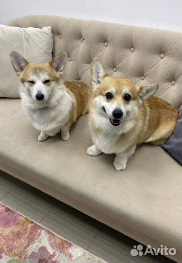 Груминг.Стрижка.Уход для собак всех пород