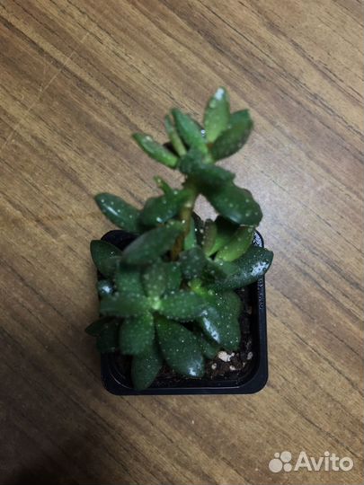 Адромискус