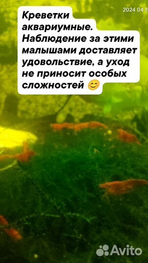 Креветки аквариумные