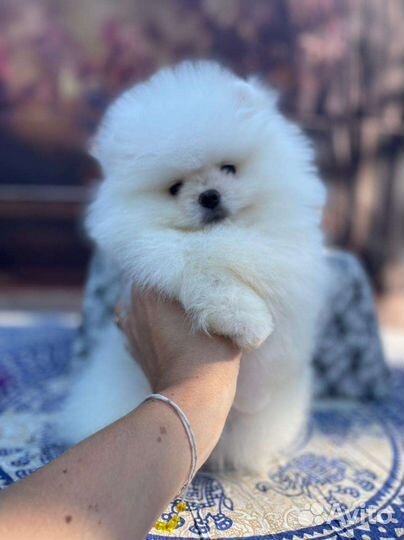 Померанский шпиц