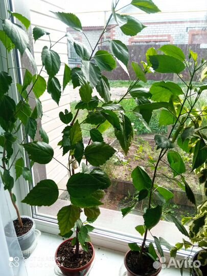 Гибискус (китайская роза)