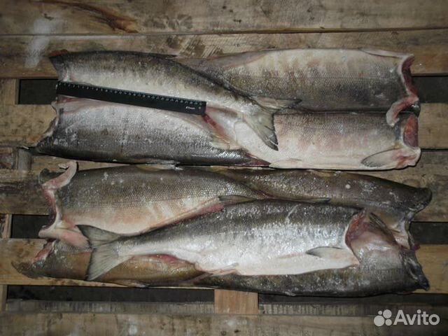 Кета серебро(без головы )