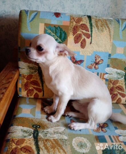 Красивые щенки чихуахуа
