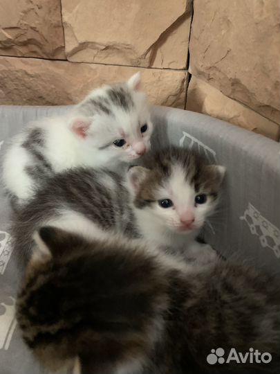 Отдам котят в добрые руки