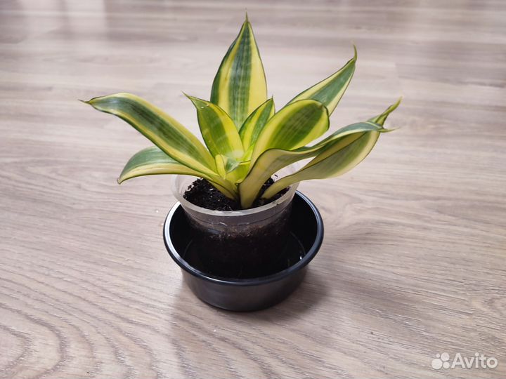 Сансевиерия