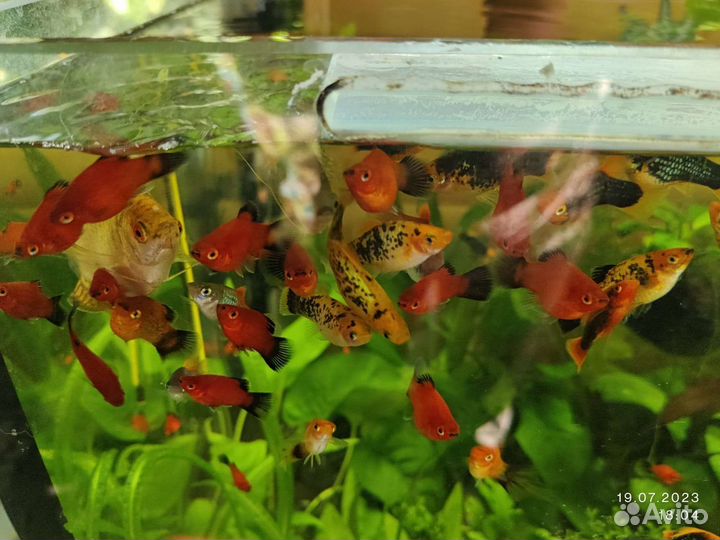 Рыба Пецилии