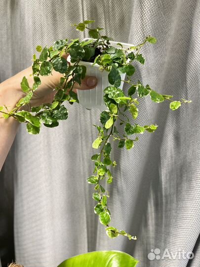 Комнатные цветы-фикус