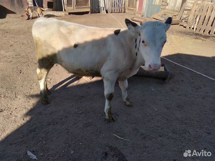 Телка и бычки