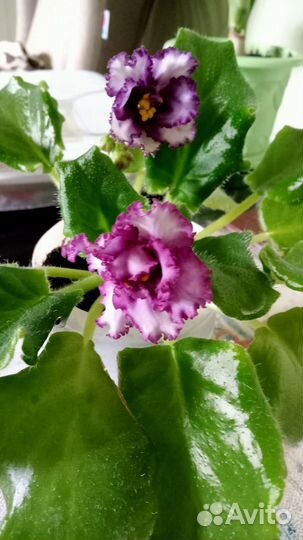 Фиалка сорт Фриволите молодые растения
