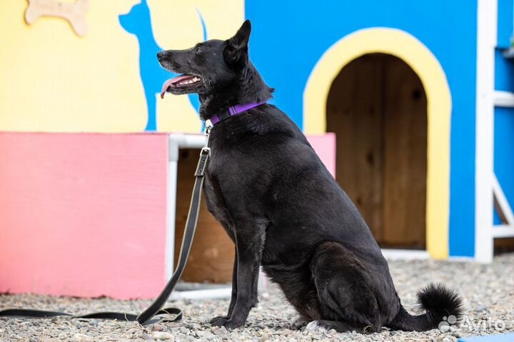 Собака Блэр