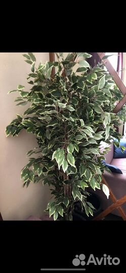 Фикус Шефлера