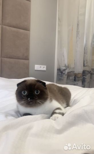 Юниоры в совладение.Подробности в описании