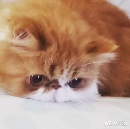 Персидская кошечка