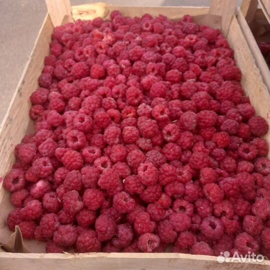 Клубника и Малина из Киргизии