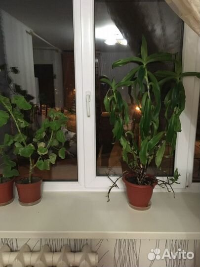 Золотой ус отростки, алоэ, пппиромия