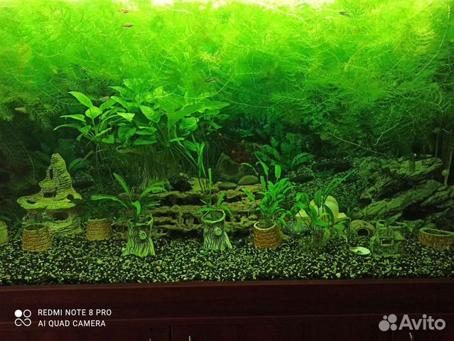 Роголистник