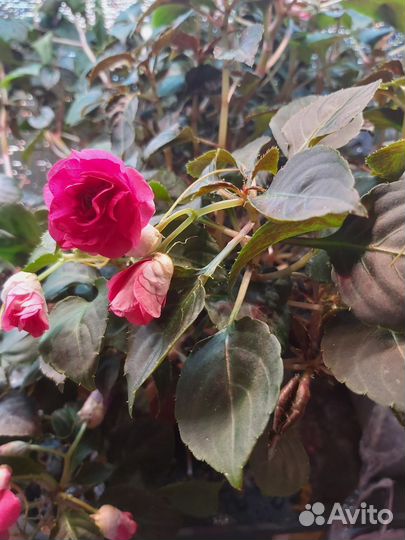 Бальзамин махровый